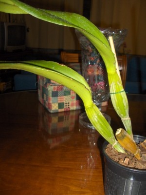 normal_dendodrium%20006.jpg