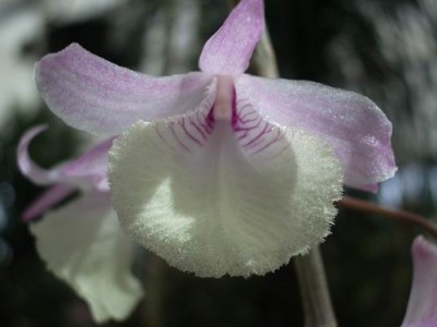 normal_dendrobim%20aphyllum.JPG