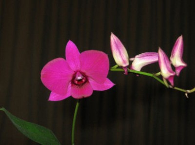 normal_dendrobium-04.JPG