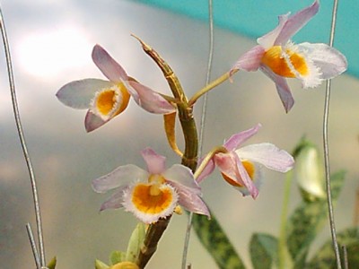normal_DENDROBIUM%20FODDIGESII%20EJ.047.1.jpg