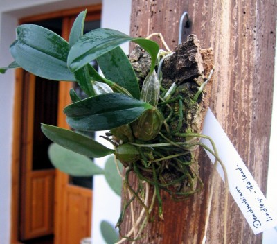 normal_dendrobium%20lindleyi%2001.jpg