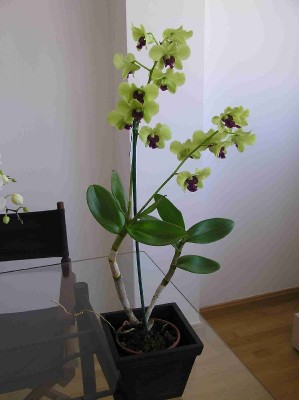 normal_Dendrobium.jpg