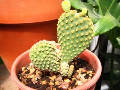 normal_desconocido5.jpg