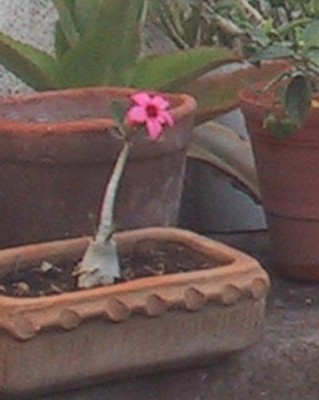 normal_desierto%7E0.jpg