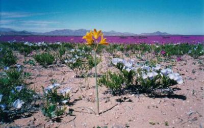 normal_desierto florido.jpg