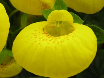 normal_Detalle%20flor%20amarilla%20R.jpg