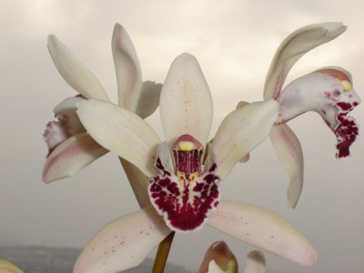 normal_detalle-cym-blanco.jpg