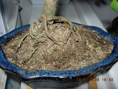 normal_detallebonsaimaceta1.JPG