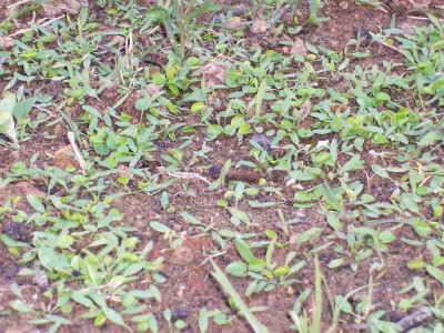 normal_dichondra1.jpg