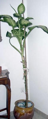 normal_diefembaquia-rebedor-fronta.jpg