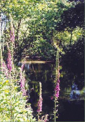 normal_digitalis%20purpurea.jpg