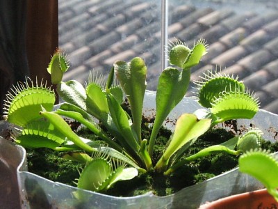 normal_dionaea%20gigante.jpg