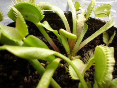 normal_Dionaea1.160605.JPG