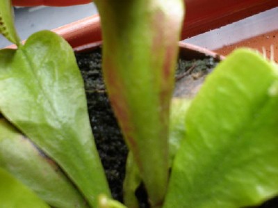 normal_Dionaea2.160605.JPG