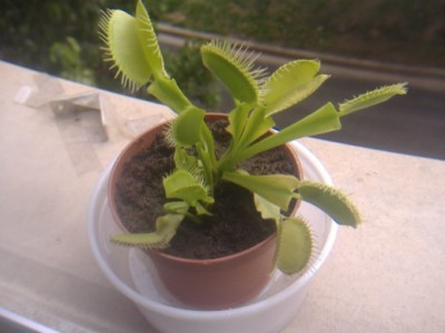 normal_dionea%20%2827-6-06%29.JPG