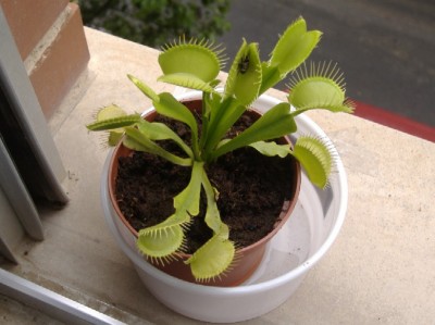 normal_dionea%20entera%20%289-6-06%29.JPG