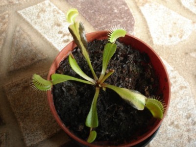 normal_dionea001.jpg