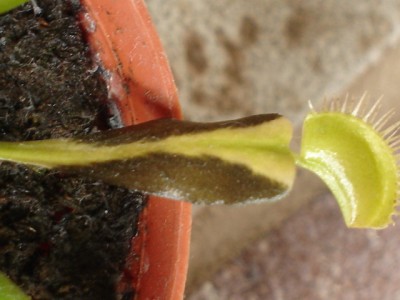 normal_dionea002.jpg