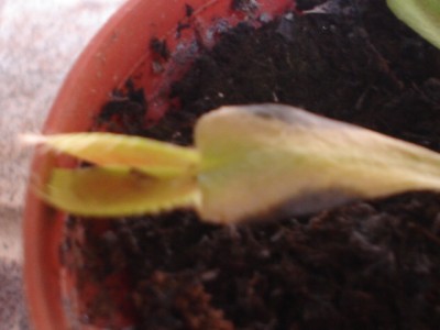 normal_dionea003.jpg