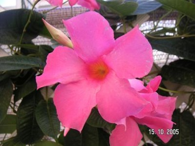 normal_DIPLADENIA.jpg
