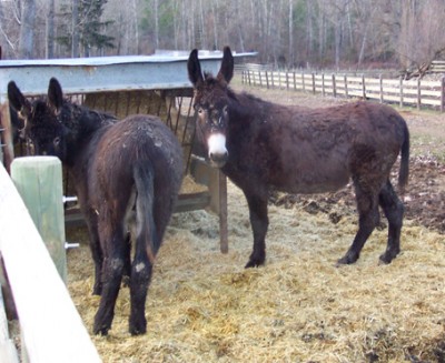 normal_Dos%20burros.jpg