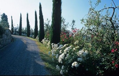 normal_drivewayroses%7E0.JPG