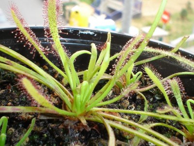 normal_Drosera200605.JPG