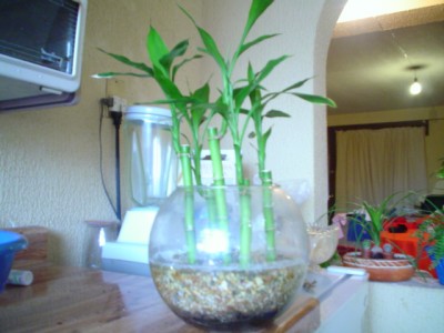 normal_Dsc00019.jpg