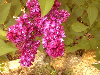 normal_DSC00035.jpg