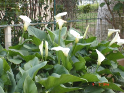 normal_DSC00161.JPG