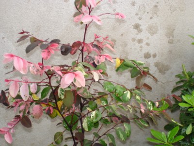 normal_DSC00263.JPG