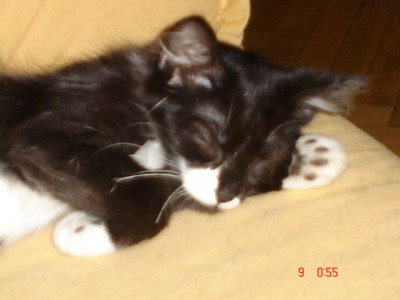 normal_Dsc00279.jpg