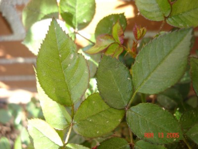 normal_DSC00896.jpg