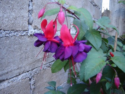 normal_DSC01203.JPG