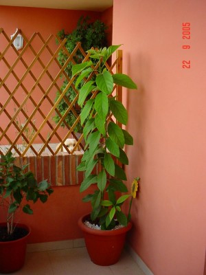 normal_DSC01267s.JPG