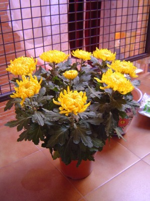 normal_DSC01338.JPG
