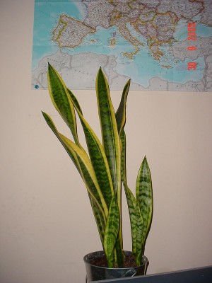 normal_DSC01399.JPG
