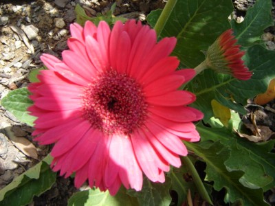 normal_DSC01415.JPG