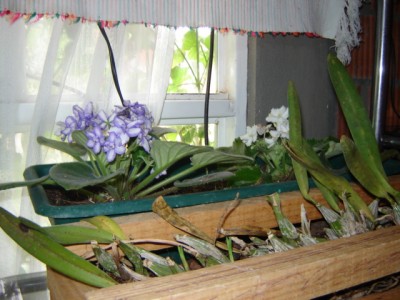 normal_DSC01459.JPG