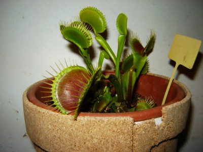 normal_DSC01734.JPG