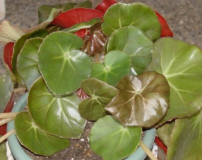 normal_DSC01957.JPG