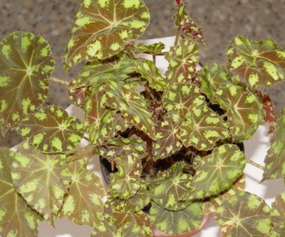 normal_DSC01961.JPG
