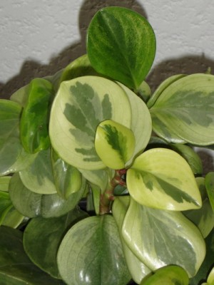 normal_DSC02084-mod%7E0.jpg