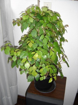 normal_DSC02089-mod%7E0.jpg
