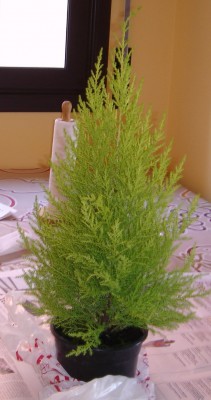 normal_DSC02203.JPG