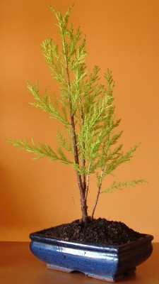 normal_DSC02372~0.JPG