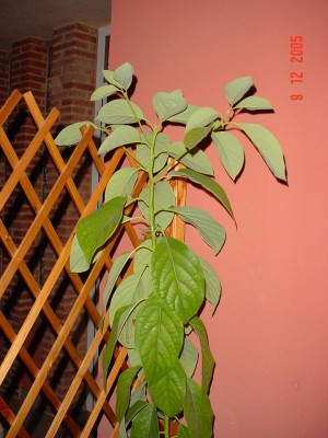 normal_DSC02380s.JPG