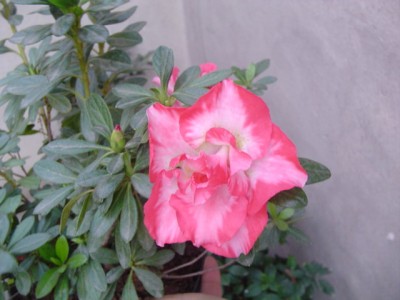 normal_Dsc02798.jpg
