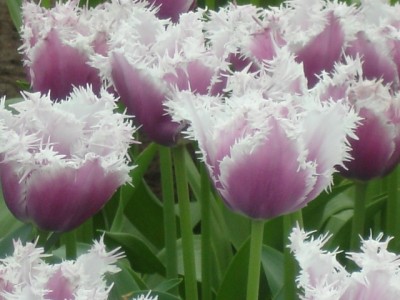 normal_DSC03034.JPG