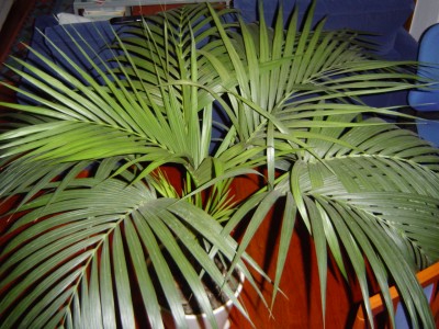 normal_DSC03375.JPG